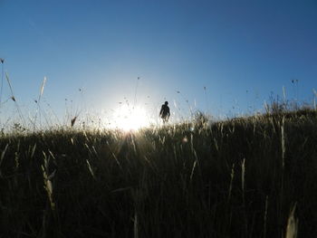 Plants on field against clear sky during sunset