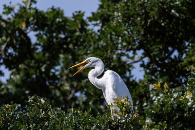 Bird perching on a tree