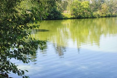 Scenic view of lake in forest