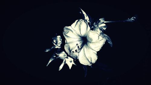 Close-up of wilted flower against black background