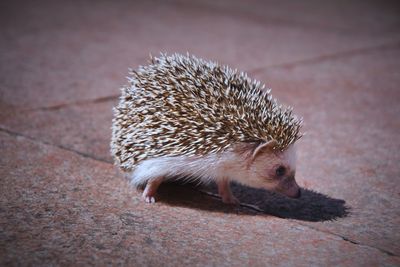 High angle view of hedgehog on footpath