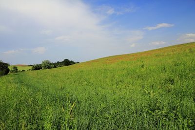 Scenic view of grassy field against sky