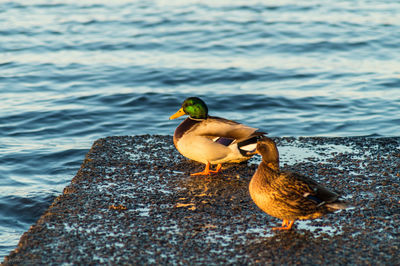 Mallard ducks on pier over river