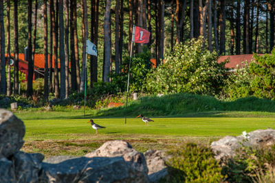 View of birds on grassy land