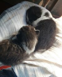 Close-up of dog sleeping on bed