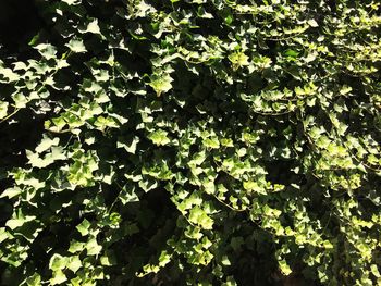 Full frame shot of tree