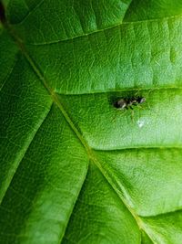 Full frame shot of green leaf