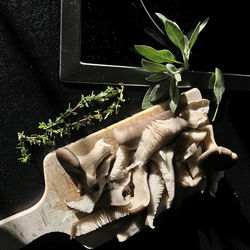 High angle view of vegetables and leaves on plant