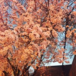 Low angle view of flowers on tree