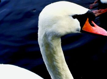 Close-up of swan in lake