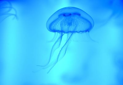 Close-up of jellyfish in sea