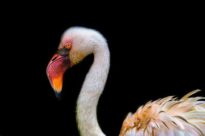 Close-up of a bird against black background