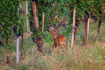 Deer in a forest