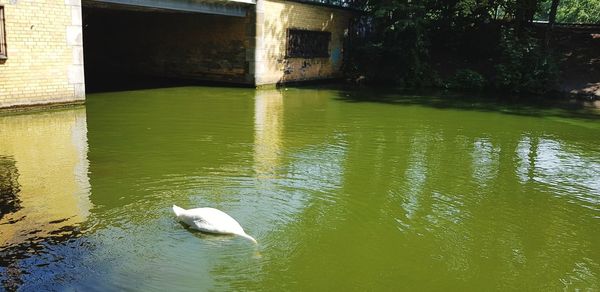 Duck swimming in lake