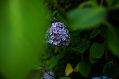 Close-up of flower growing outdoors