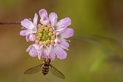 Close-up of purple flowering plant