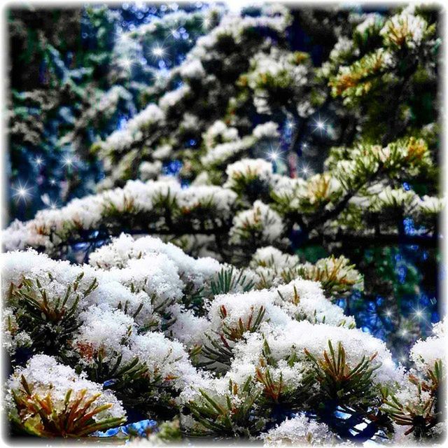 transfer print, growth, flower, auto post production filter, freshness, nature, focus on foreground, plant, close-up, beauty in nature, fragility, white color, cold temperature, day, selective focus, outdoors, abundance, snow, tranquility, no people