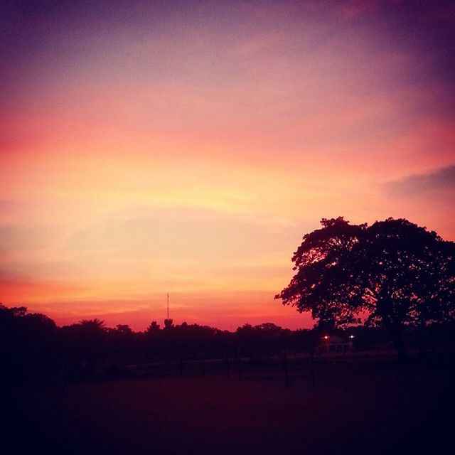 tree, sunset, silhouette, tranquility, tranquil scene, sky, scenics, beauty in nature, landscape, orange color, nature, field, idyllic, growth, non-urban scene, cloud - sky, dusk, outdoors, no people, cloud