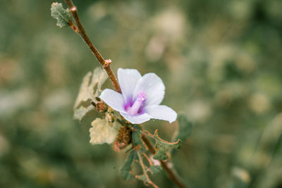 Close-up of pink flower