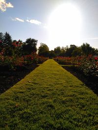 Plants growing on field