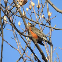 Low angle view of bird perching on tree against sky