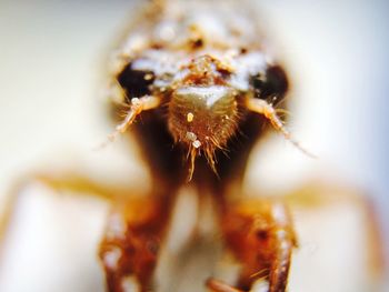 Close-up of cicada larvae