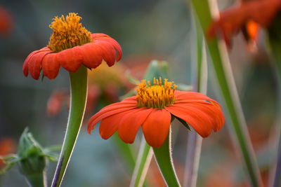 Close-up of orange flowering plant