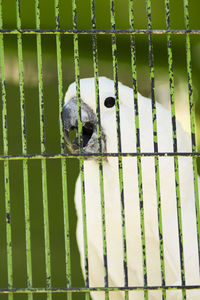 Close-up of parrot in cage