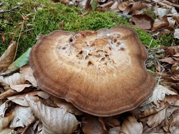 Close-up of mushroom growing on field