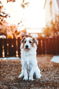 Portrait of dog sitting outdoors