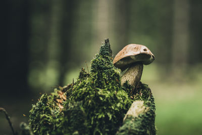 Close-up of mushroom growing on tree