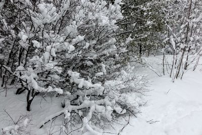 Trees on snow covered landscape