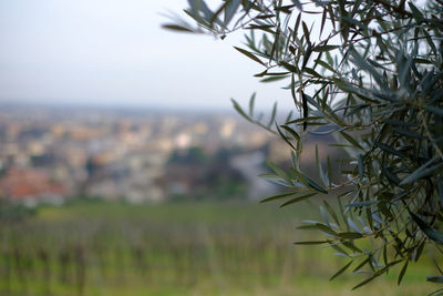 Close-up of plant on field against sky