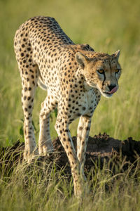Cheetah standing on land in forest