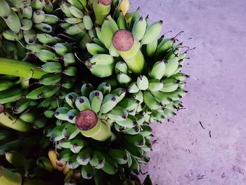 High angle view of berries growing on plant