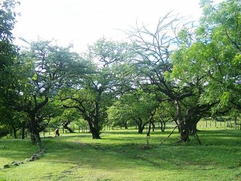 Trees in park