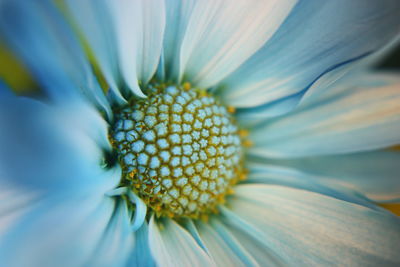 Extreme close-up of flower pollen
