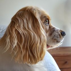 Close-up portrait of dog against sky