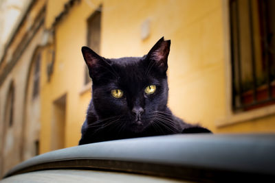 Cat, palma de mallorca