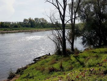Scenic view of river amidst trees in forest