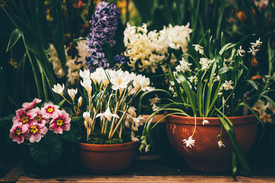 Close-up of potted plants