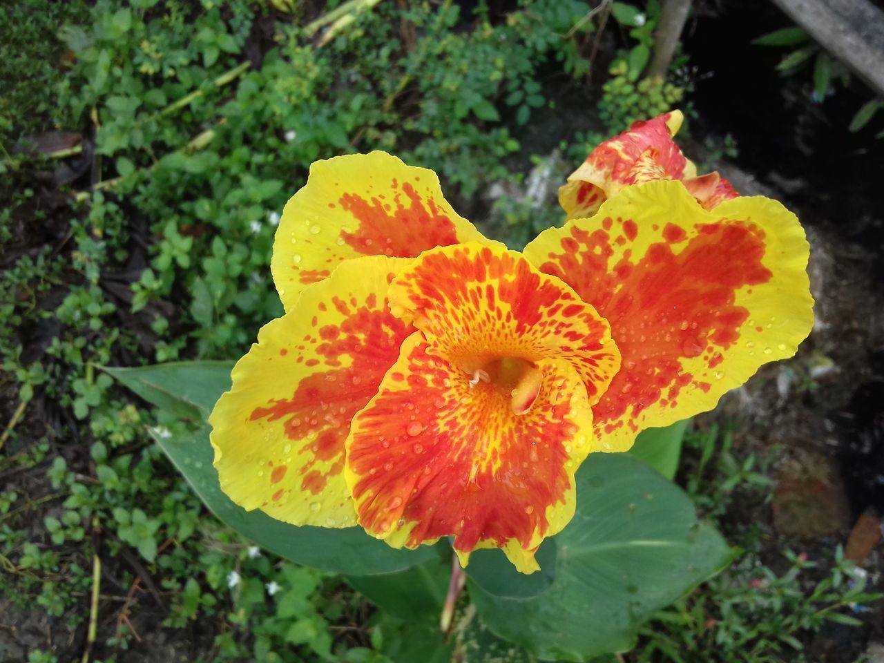 CLOSE-UP OF ORANGE FLOWER AGAINST YELLOW AND PLANTS