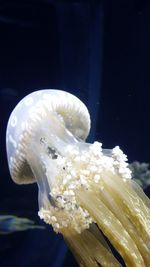 Close-up of water lily