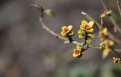 Close-up of yellow flower