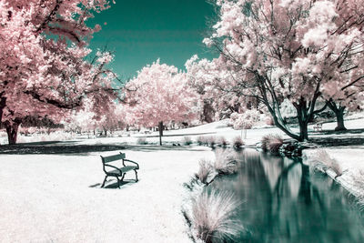 View of cherry blossom trees in park