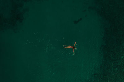 High angle view of fish swimming in sea