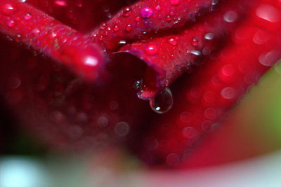 Close-up of water drops on red background