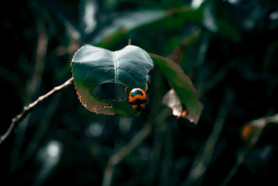 Close-up of ladybug on plant