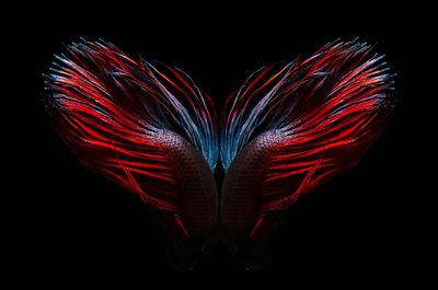 Close-up of firework display over black background