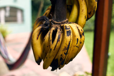 Close-up of bananas hanging on metal